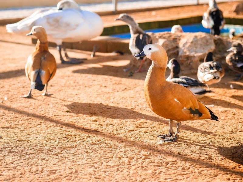 Pet City - Trapani - Foto 3