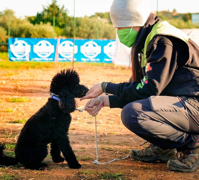 Pet City - Trapani - Foto 4