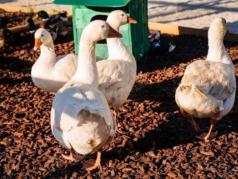 Pet City - Trapani - Foto 5