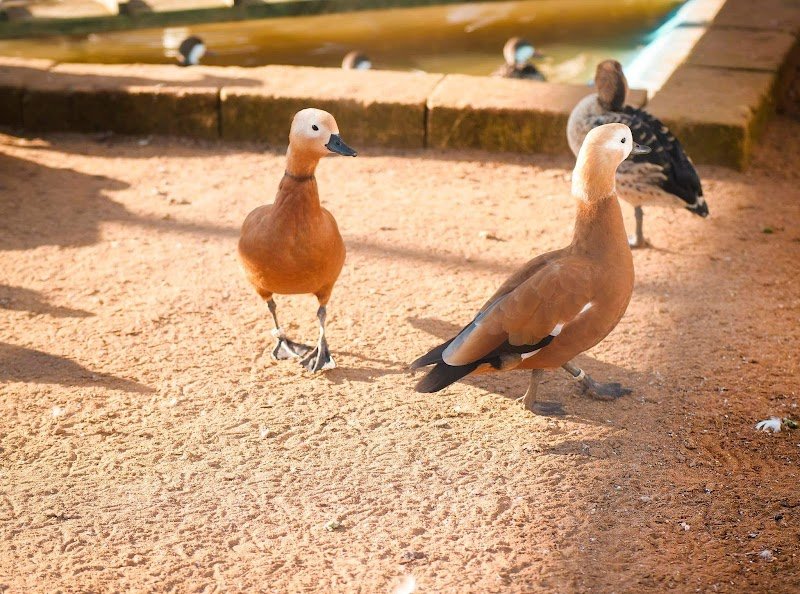 Pet City - Trapani - Foto 6