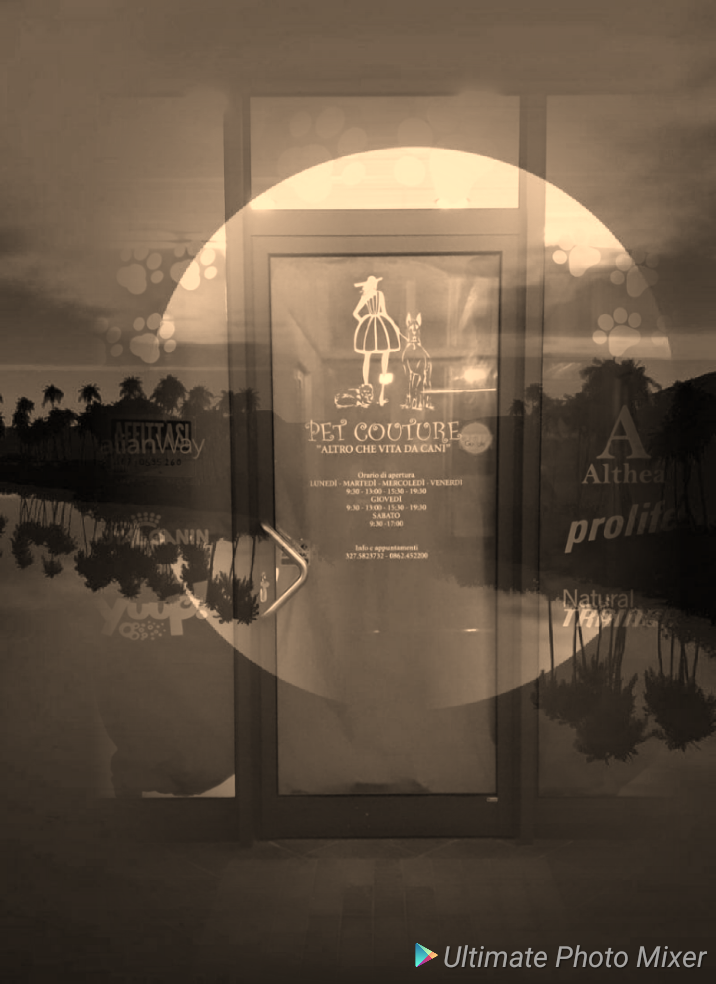 Pet Couture - Foto 4