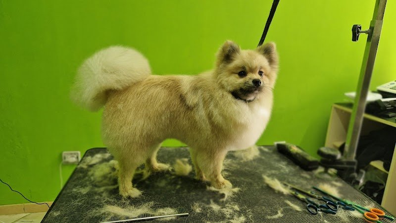 Pet Design Toelettatura - Foto 1