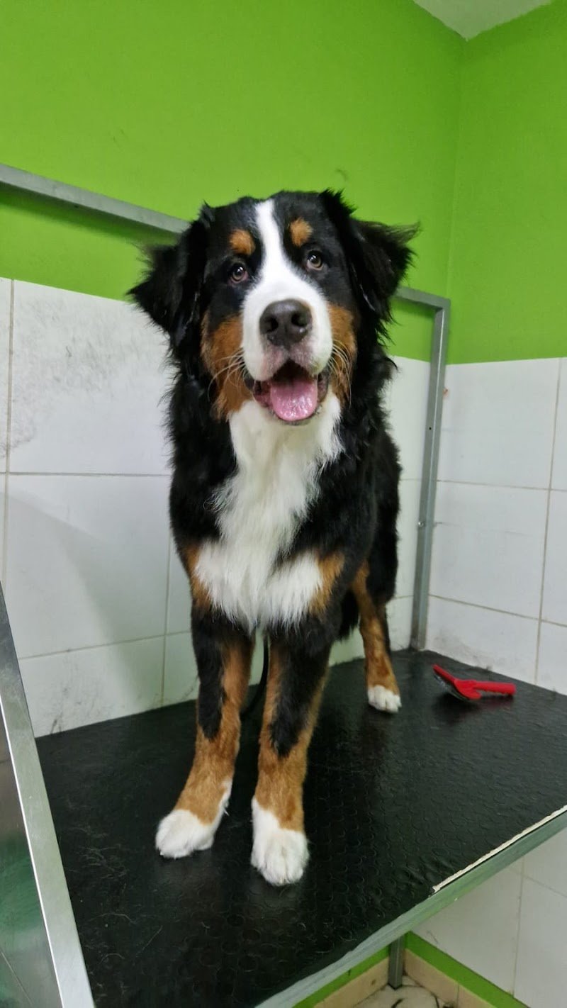 Pet Design Toelettatura - Foto 4