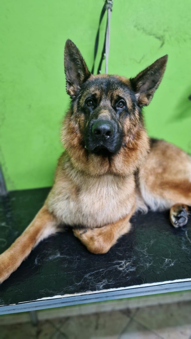 Pet Design Toelettatura - Foto 6