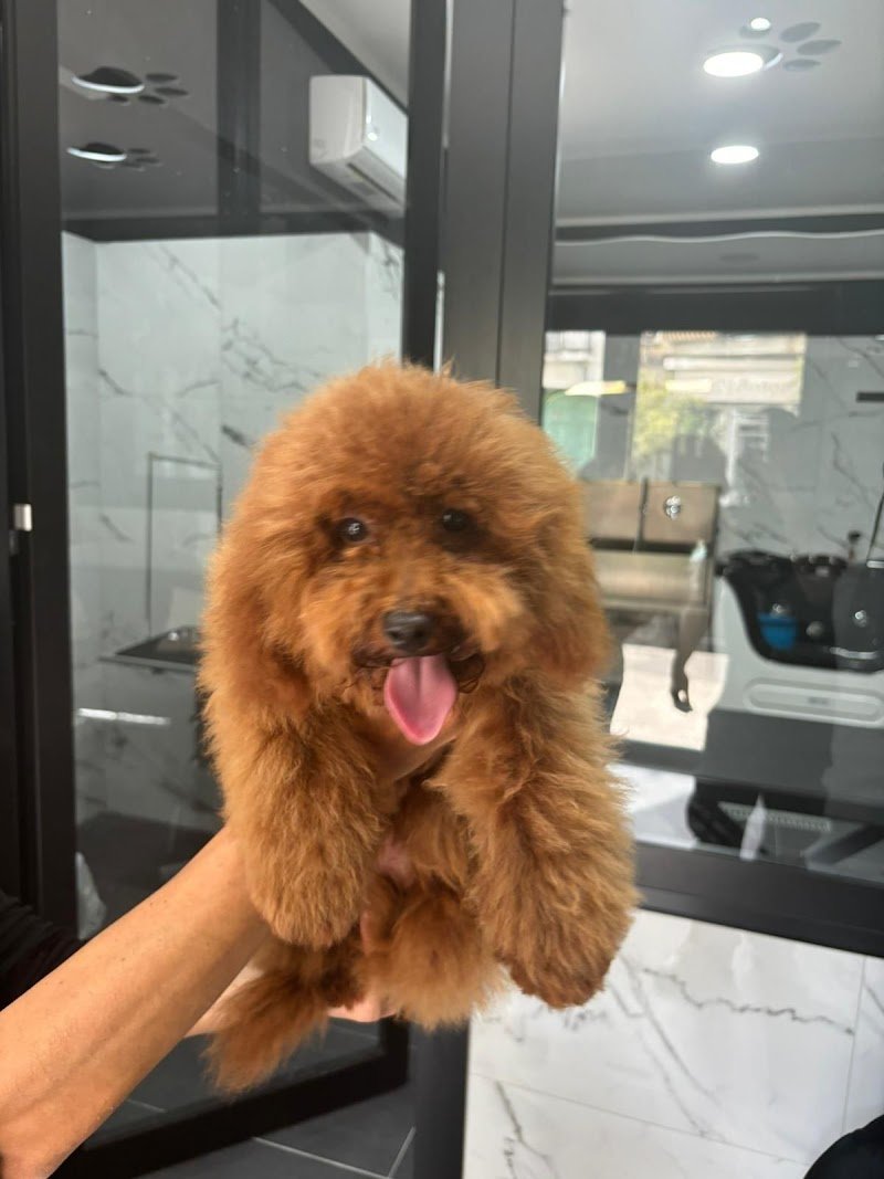 Pet Fashion - Foto 2