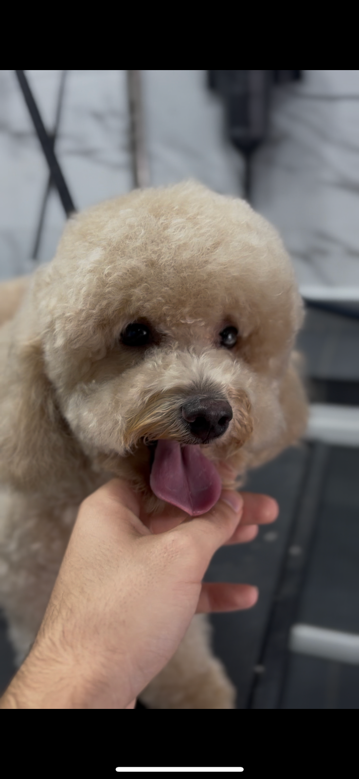 Pet Fashion - Foto 3