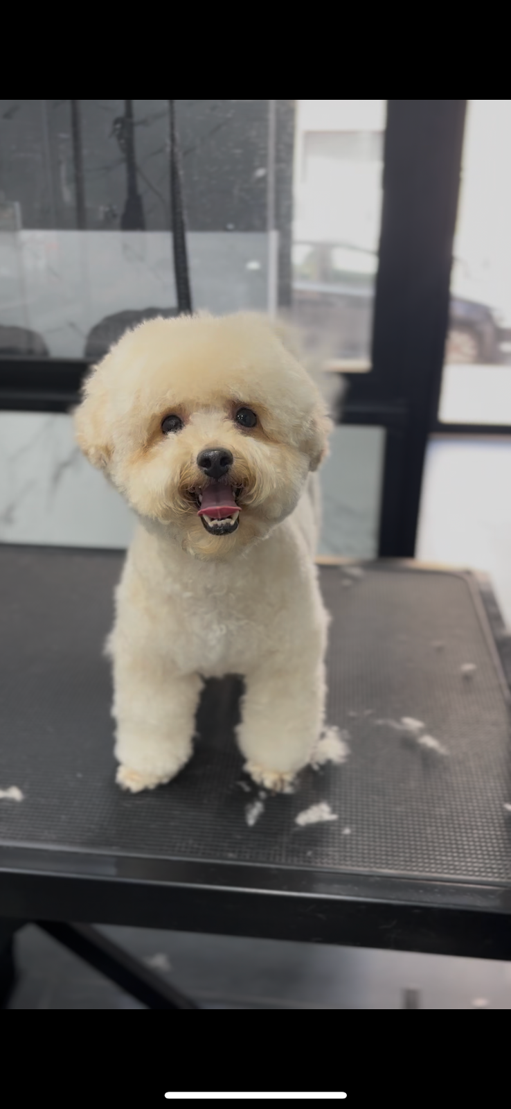 Pet Fashion - Foto 4