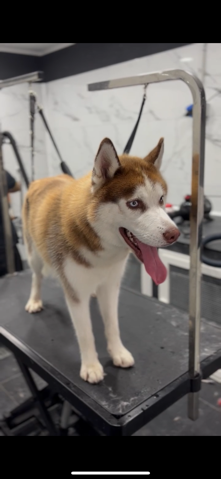 Pet Fashion - Foto 5