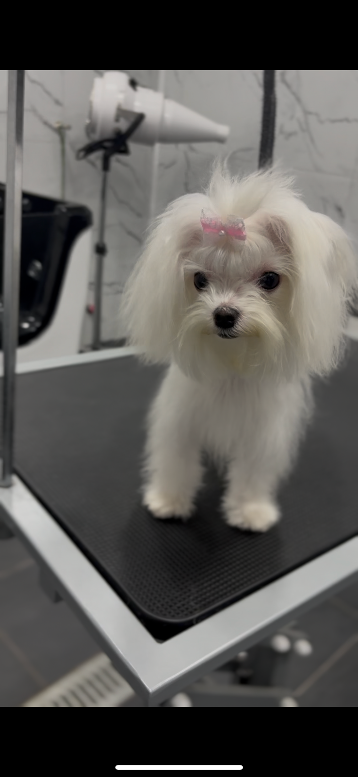 Pet Fashion - Foto 6