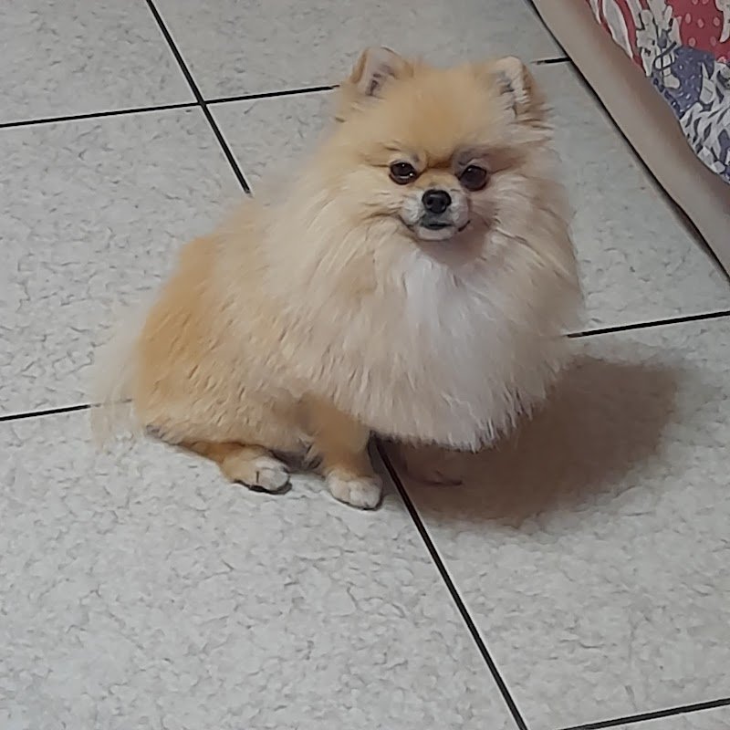 PET GROOMING DI MICHELE MARULLO - Foto 2