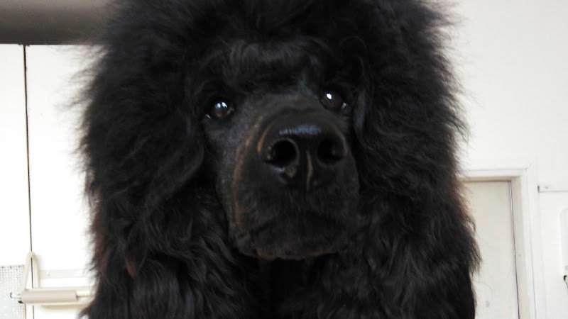 Pet grooming.. Punto casa - Foto 1