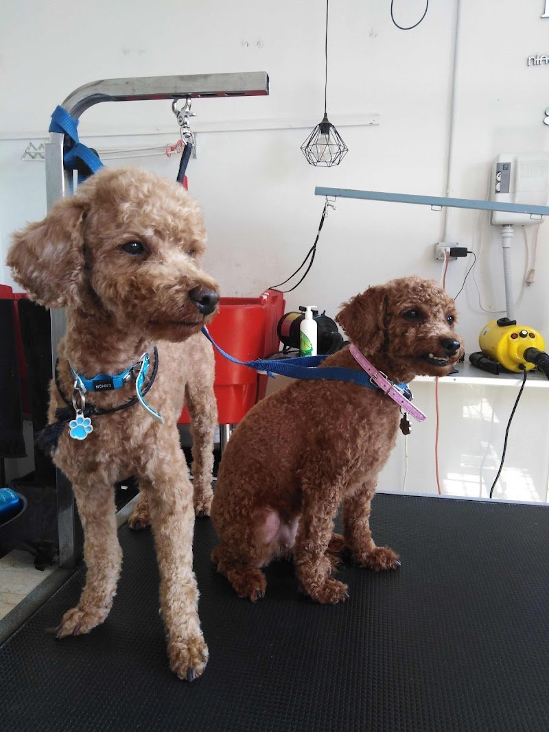 Pet grooming.. Punto casa - Foto 3