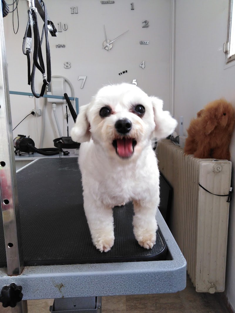 Pet grooming.. Punto casa - Foto 4