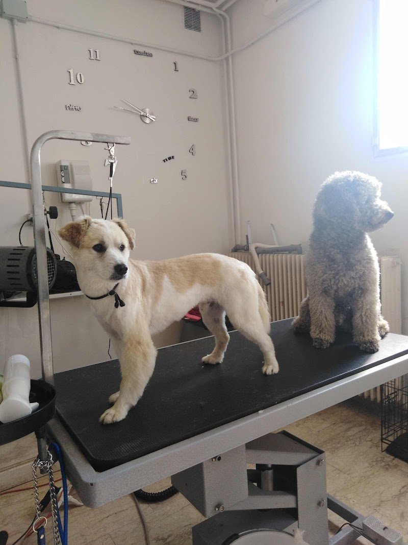 Pet grooming.. Punto casa - Foto 5