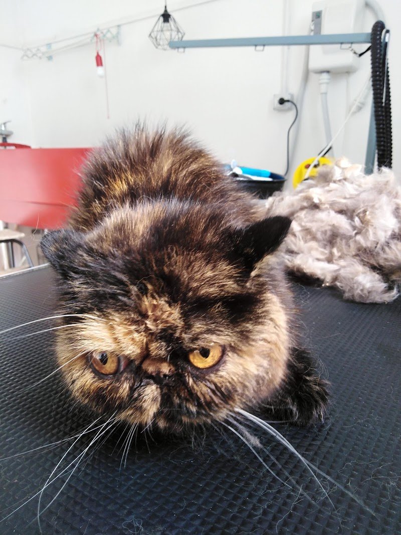 Pet grooming.. Punto casa - Foto 6