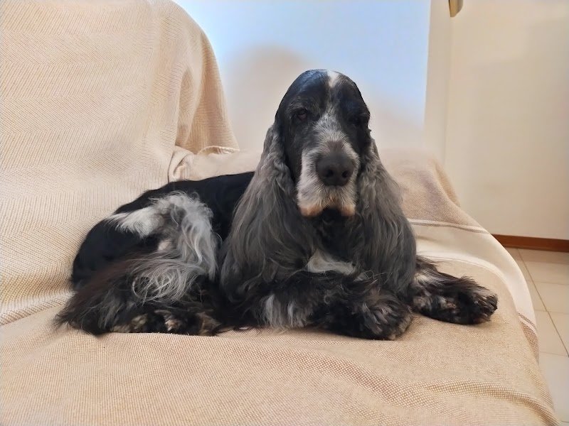 Pet Land Snc Di Monica Bottazzo & C. - Foto 1