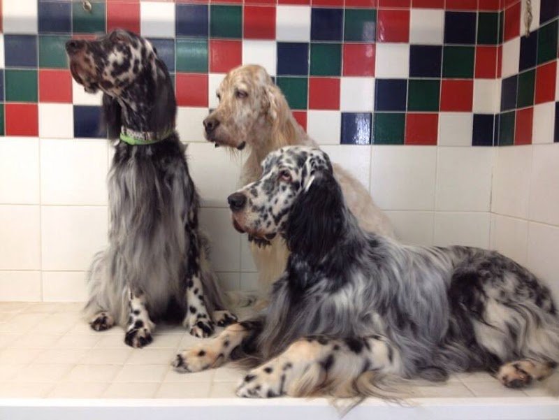 Pet Land Snc Di Monica Bottazzo & C. - Foto 2