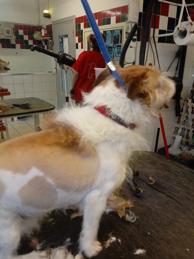 Pet Land Snc Di Monica Bottazzo & C. - Foto 3