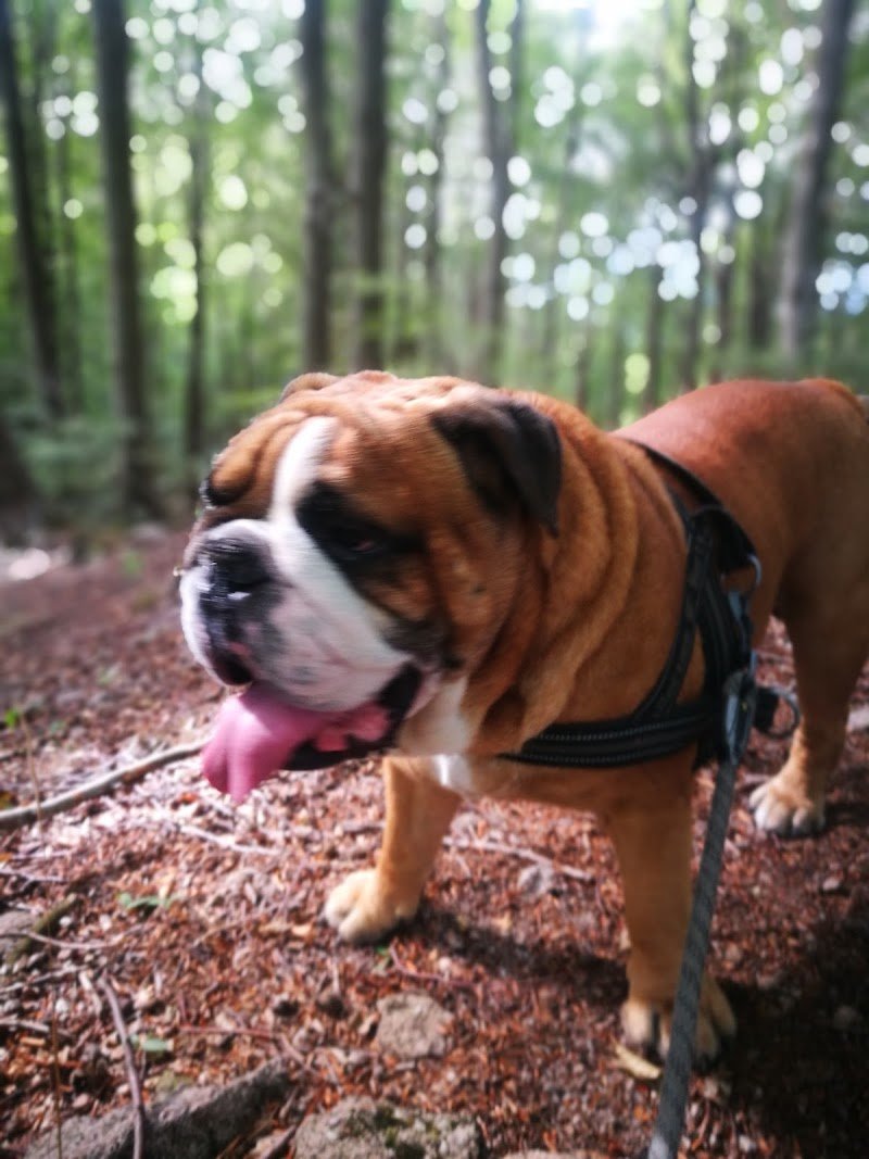 Pet Land Snc Di Monica Bottazzo & C. - Foto 4