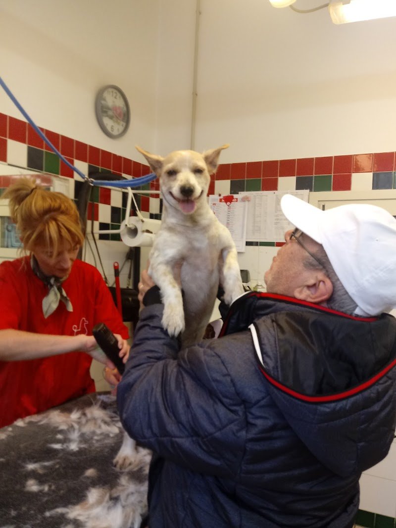 Pet Land Snc Di Monica Bottazzo & C. - Foto 5