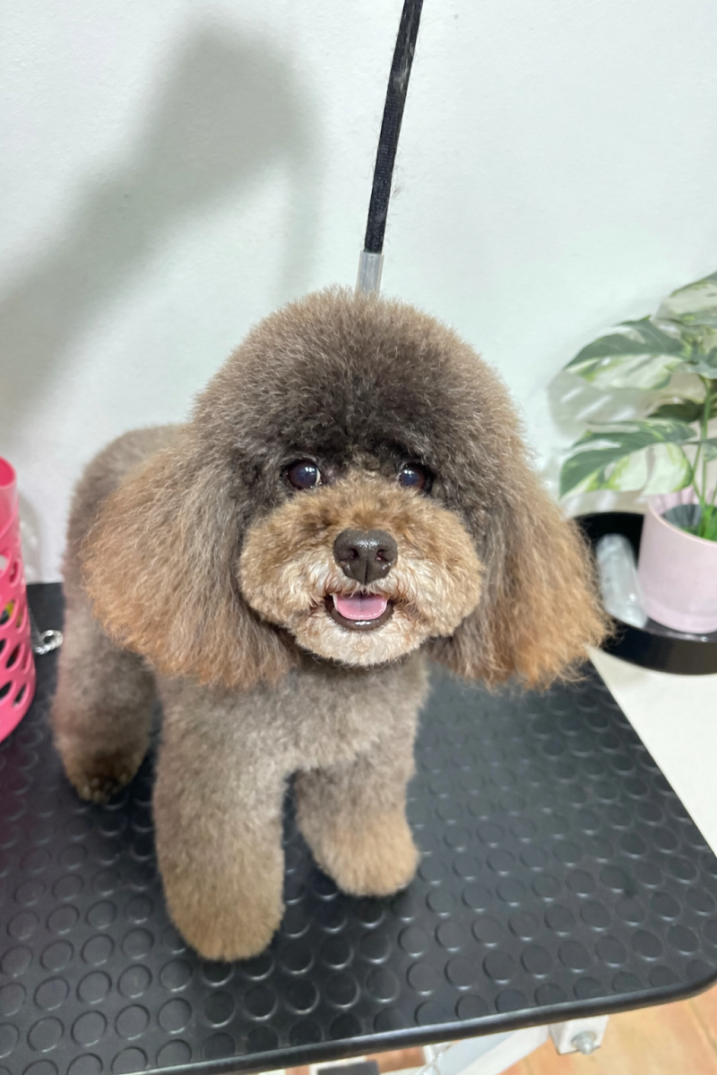 Pet lovers center - Foto 1