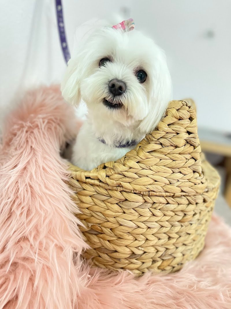 Pet lovers center - Foto 2