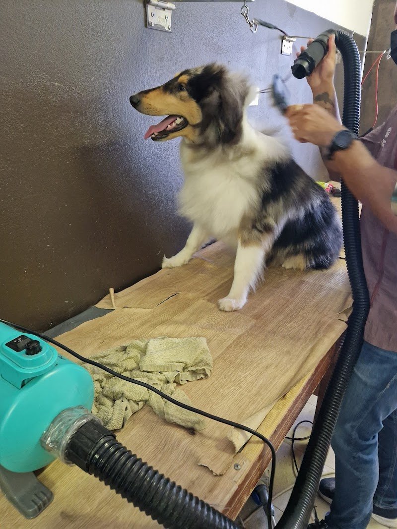 Pet lovers center - Foto 4