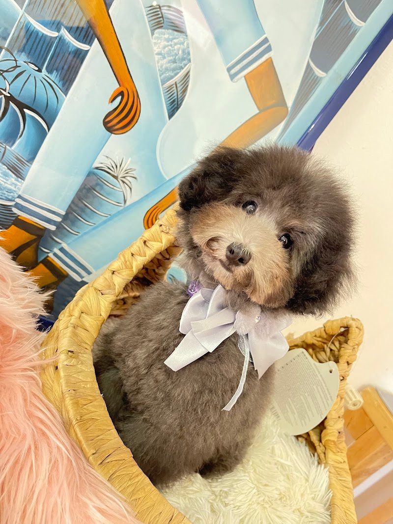 Pet lovers center - Foto 5