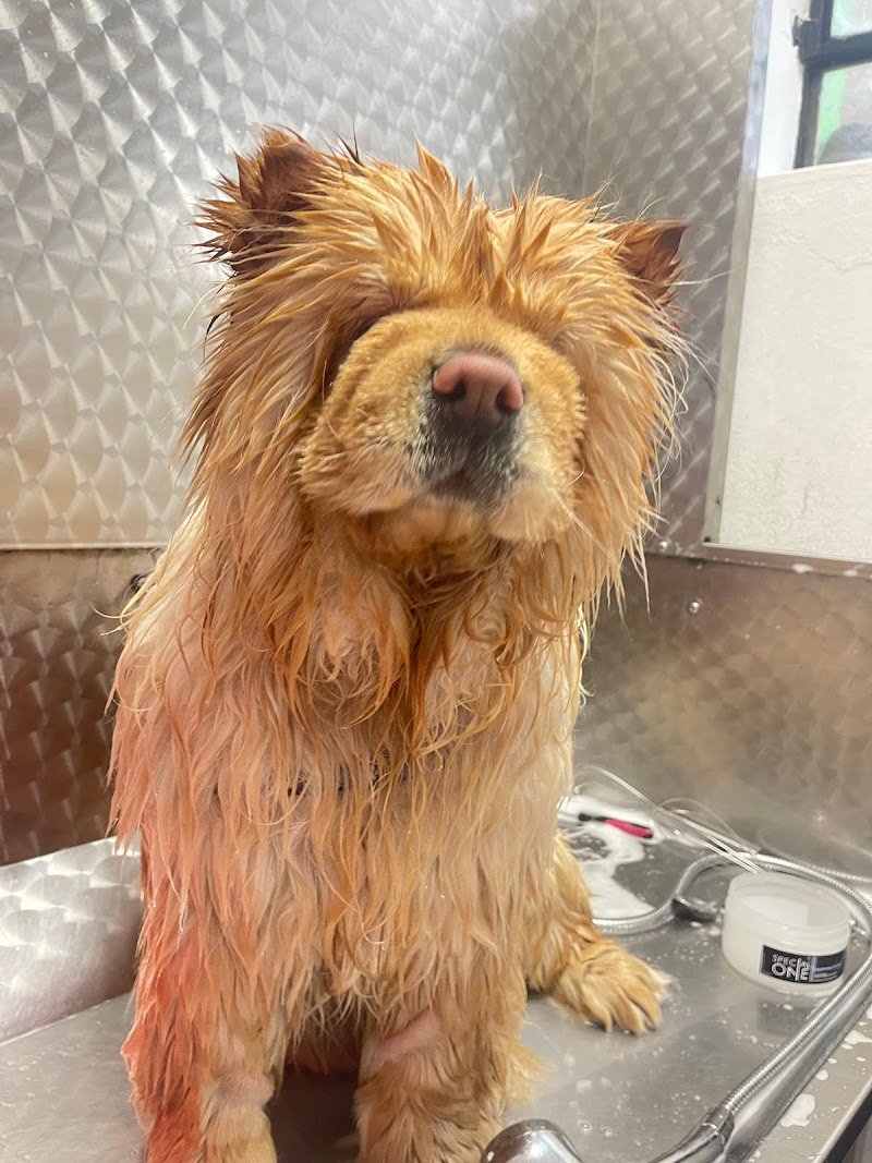 Pet lovers center - Foto 6