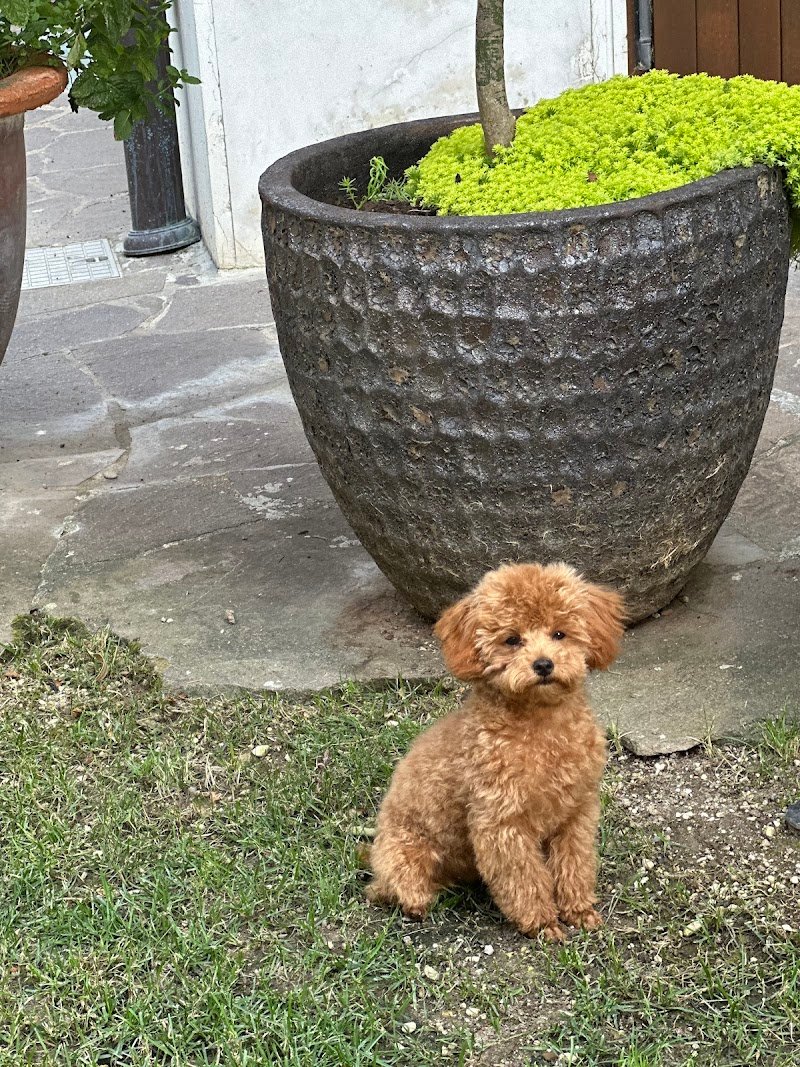 Pet Mode , Verona - Foto 3