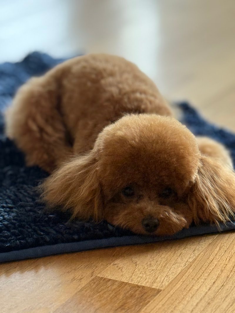 Pet Mode , Verona - Foto 5