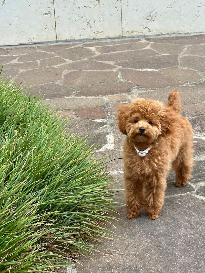 Pet Mode , Verona - Foto 6