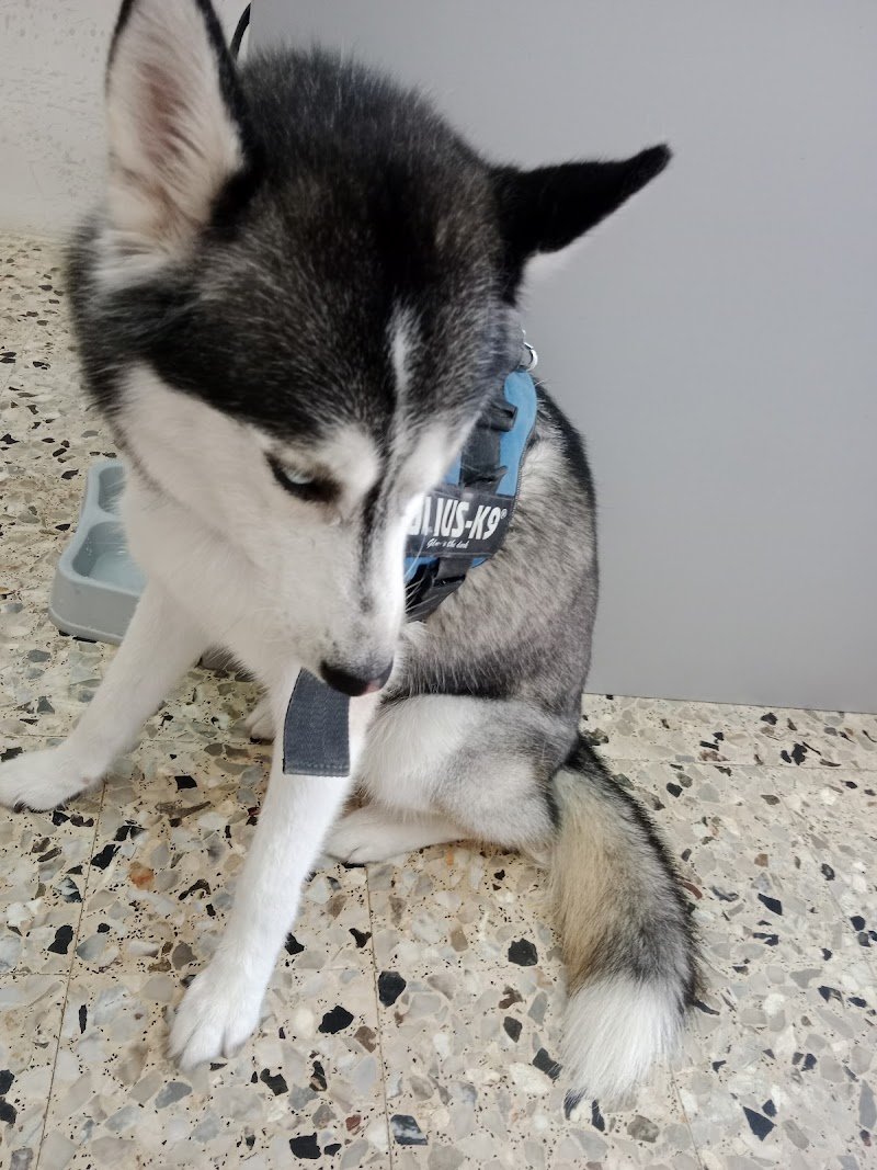 Pet Paradise Capolona - Foto 5