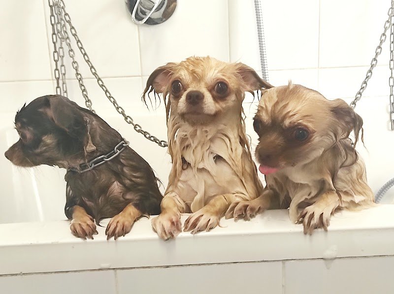 Pet Paradise - Foto 2