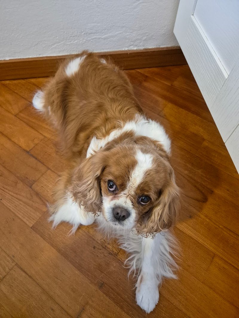 Pet Paradise - Foto 6