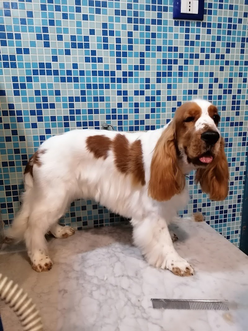 Pet Planet Palermo - Foto 1