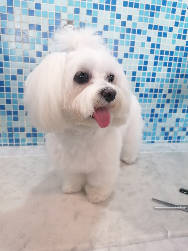 Pet Planet Palermo - Foto 2