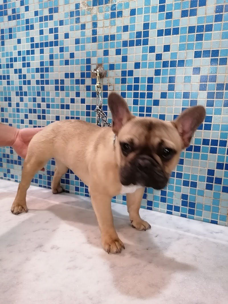 Pet Planet Palermo - Foto 3