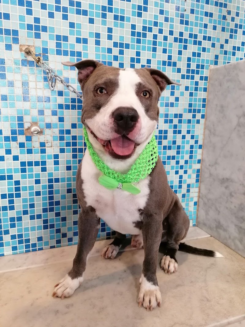 Pet Planet Palermo - Foto 4