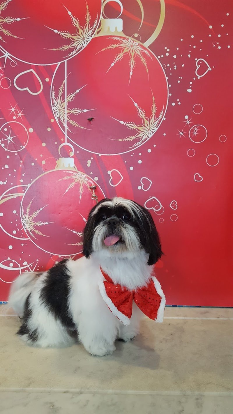 Pet Planet Palermo - Foto 5