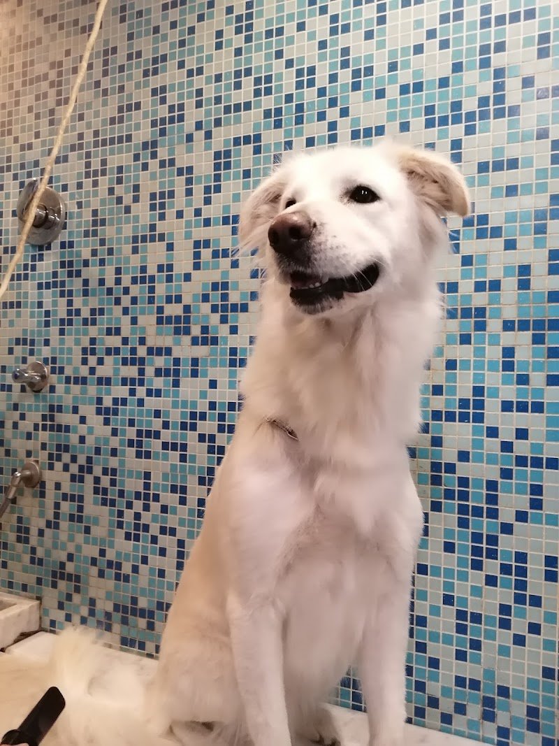 Pet Planet Palermo - Foto 6