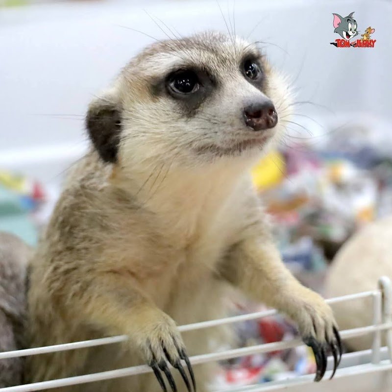 Pet Shop Tom e Jerry di Ilenia Teresi - Foto 2