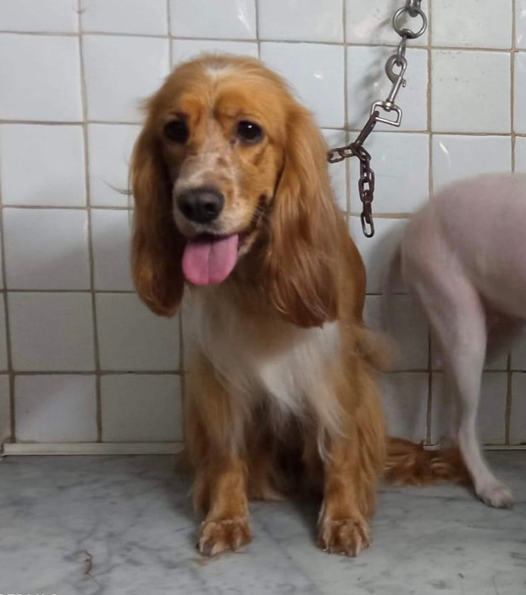 Pet Shop Tom e Jerry di Ilenia Teresi - Foto 3