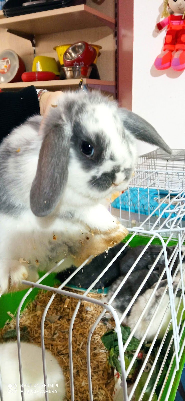 Pet Shop Tom e Jerry di Ilenia Teresi - Foto 4