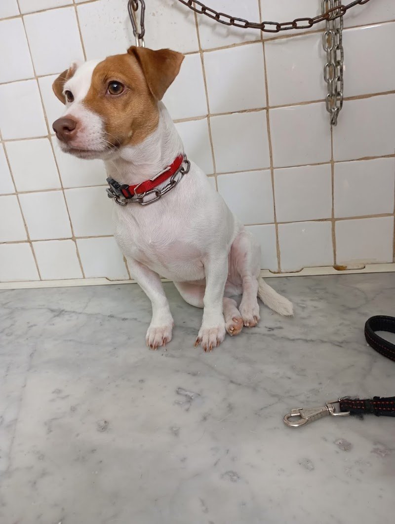 Pet Shop Tom e Jerry di Ilenia Teresi - Foto 5