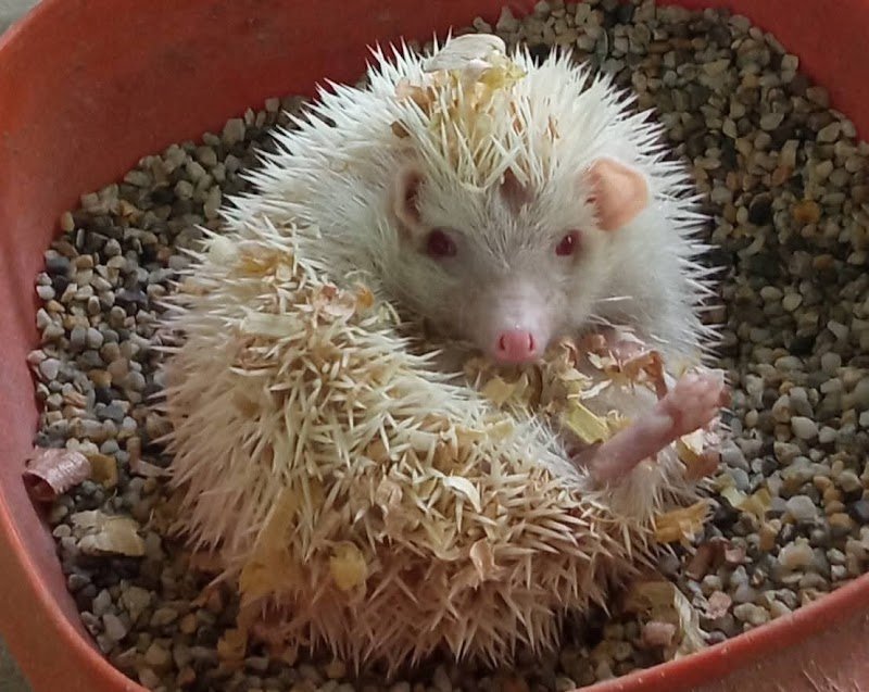 Pet Shop Tom e Jerry di Ilenia Teresi - Foto 6