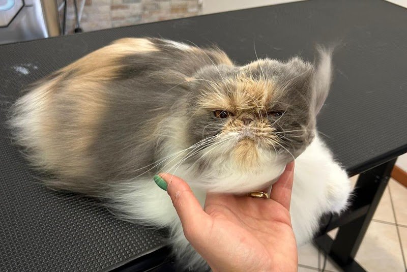 Pet Spa and Beauty - Toelettatura animali domestici - Foto 1