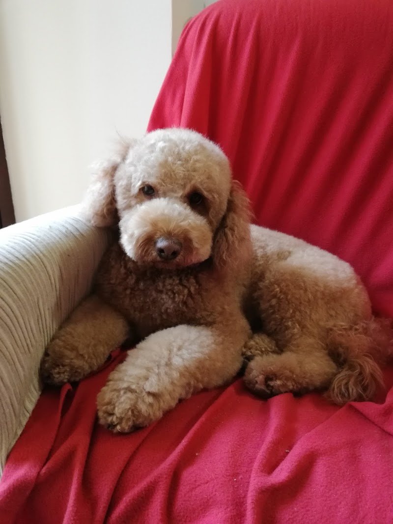 Pet Spa and Beauty - Toelettatura animali domestici - Foto 4