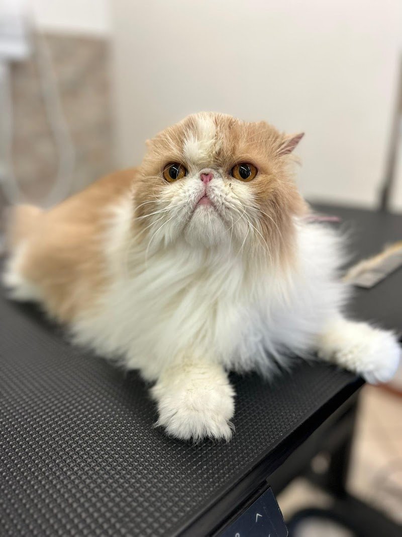 Pet Spa and Beauty - Toelettatura animali domestici - Foto 6