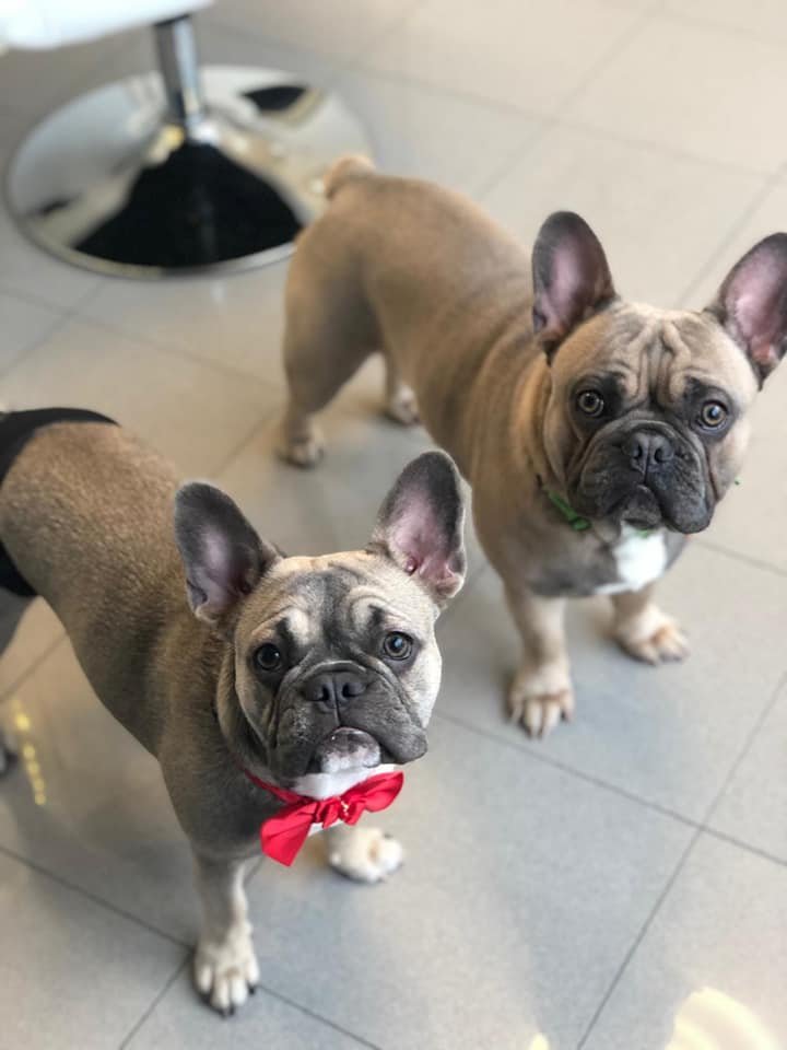 Pet Spa Sofia - Foto 1